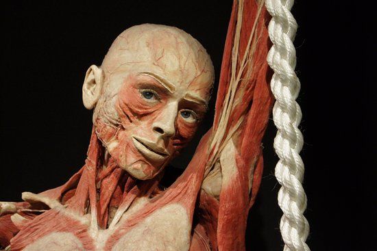 Exposição Body Worlds